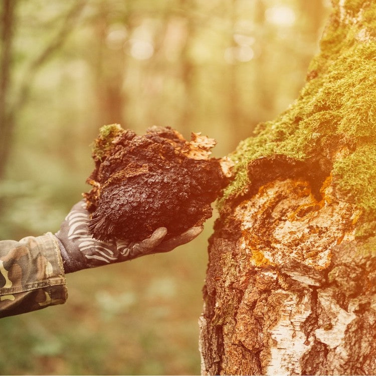 Chaga & Reishi Extract Bundel