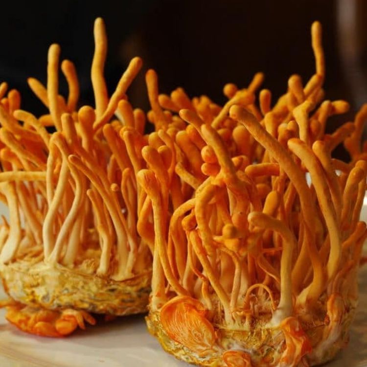 Cordyceps Poeder (biologisch) - 100 gram