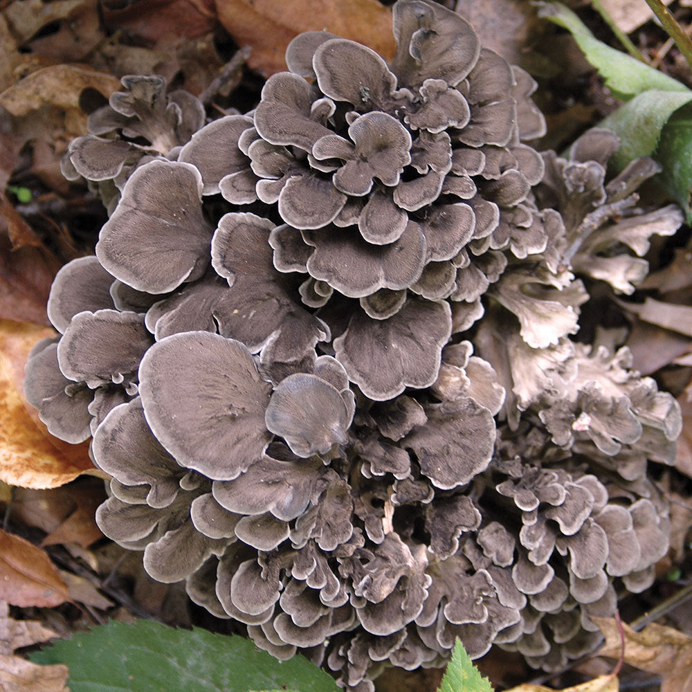 Maitake Poeder (biologisch) - 100 gram