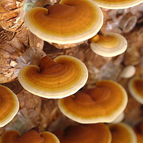 Reishi Poeder (biologisch) - 100 gram