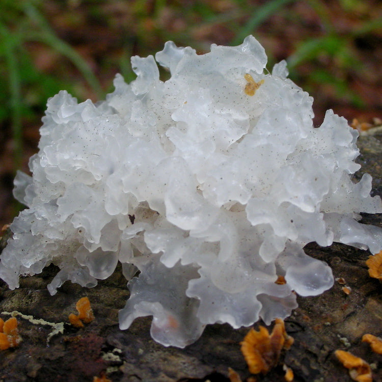 Tremella Poeder (biologisch) - 100 gram