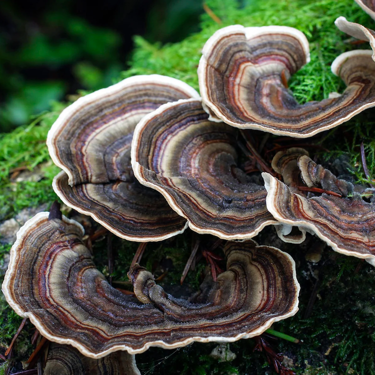 Turkey Tail Poeder (biologisch) - 100 gram