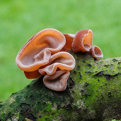 Auricularia Extract 500mg (biologisch) - 90 stuks