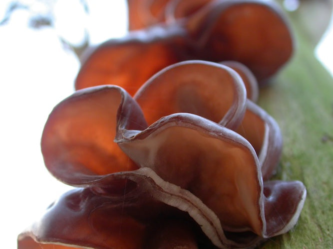 Auricularia Extract 500mg (biologisch) - 90 stuks